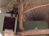 panth.gif (47437 bytes)