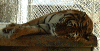 tiger.gif (72493 bytes)