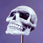 whiteskul.gif (12520 bytes)
